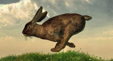 Jak můžete chytit králíka, způsoby a návody na výrobu pastí